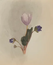(Ohne Titel - Blumenstudie)