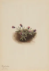 Alpen-Berufkraut Erigeron unalaschcensis, 1916