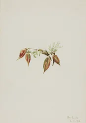 Alpen-Spitzkiel Oxytropis podocarpa, 1918