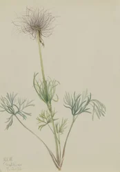 Amerikanische Küchenschelle (Pulsatilla ludoviciana)
