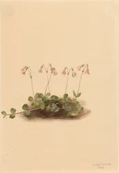 Amerikanische Zwillingblume Linnaea borealis americana, 1902