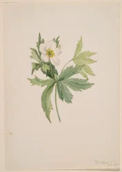 Kanadische Anemone