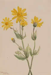 Arnika (Arnica latifolia)