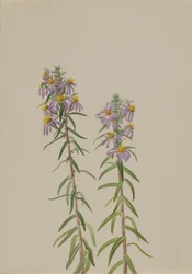 Aster Aster hirariifolius, 1923