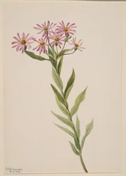 Aster Engelmann, 1904