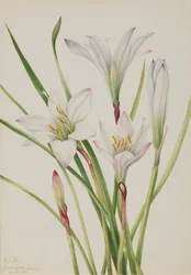 Atamasco-Lilie, 1925