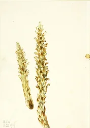 Bärenmais (Conopholis americana)