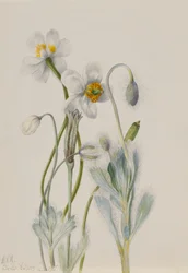 Bärenmohn (Arctomecon merriami)