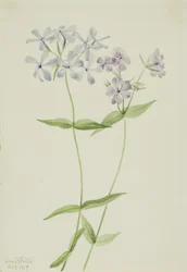 Blauer Phlox (Phlox divaricata)