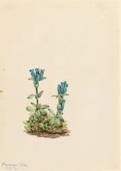 Blaugrüner Enzian (Gentiana glauca)