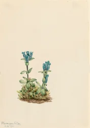 Blaugrüner Enzian Gentiana glauca, 1916