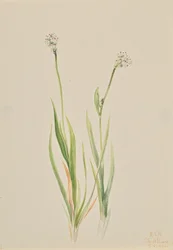 Mittlere Simsenlilie, Tofieldia intermedia, 1920.