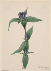 Flaschen-Enzian (Gentiana saponaria)