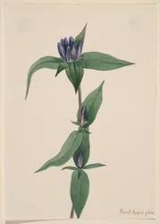 Flaschen-Enzian Gentiana saponaria, 1905