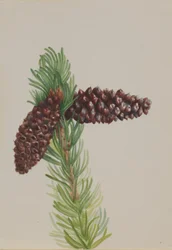 Borsten-Kiefer (Pinus aristata)