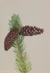 Borsten-Kiefer Pinus aristata, ca. 1930er Jahre