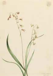 Bronzeglocken (Stenanthium occidentale)