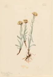 Ockerfarbenes Katzenpfötchen (Antennaria luzuloides)