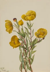Buschmohn (Dendromecon rigidum)