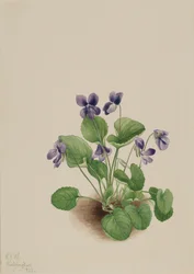 Schmetterlingsveilchen Viola papilionacea, 1923