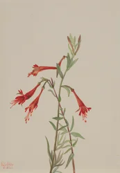 Kalifornische Fuchsie Zauschneria californica, 1936