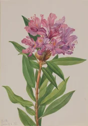 Kalifornische Rosenlorbeer (Rhododendron californicum)