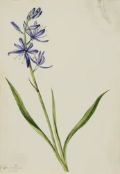 Camas (Quamasia quamash)
