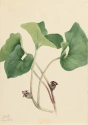 Kanadischer Wild-Ingwer (Asarum canadense)