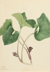 Kanadischer Wild-Ingwer Asarum canadense, 1920