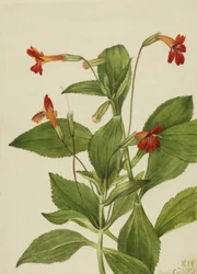 Kardinales Affenblume Mimulus cardinalis, 1927