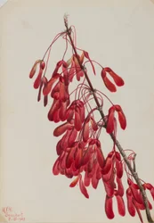 Karolina-Ahorn (Acer carolinianum)