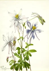Akelei (Aquilegia ecalcarata)