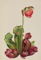 Gewöhnliche Schlauchpflanze (Sarracenia purpurea venosa)