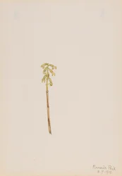 Korallenwurz (Corallorhiza corallorhiza)