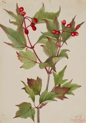 Cranberrybusch (Viburnum pauciflorum)