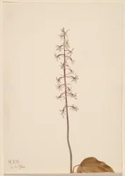 Kranichfliegen-Orchis (Tipularia uniflora)