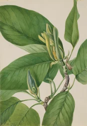 Gurkenbaum (Magnolia acuminata)