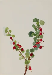 Johannisbeere (unvollendet) (Ribes-Art)
