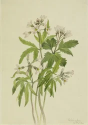 Zahnwurz (Dentaria laciniata)