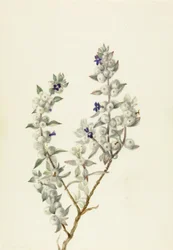 Death Valley Salbei (Salvia funerea)