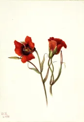 Wüsten-Mariposa (Calochortus kennedyi)