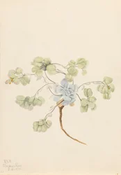 Doppelte Blasenkapsel Physaria didymocarpa, 1920