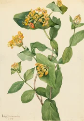 Douglas Geißblatt Lonicera glaucescens, 1919