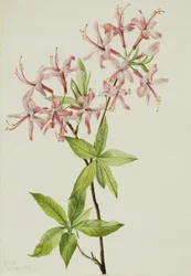 Weiche Pinxterblüte Azalea rosea, 1923