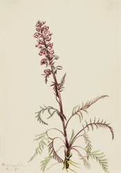 Elefantenkopf (Pedicularis groenlandica)