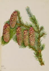 Engelmann-Fichte Picea engelmanni, 1920