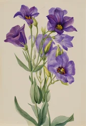 Eustoma russelianum, ca. frühe 1930er Jahre