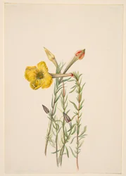 Nachtkerze (Oenothera lavandalaefolia)