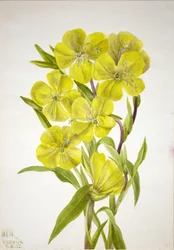 Nachtkerze Oenothera, 1933