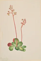 Immergrüne Steinbrech Leptarrhena pyrolifolia, 1917